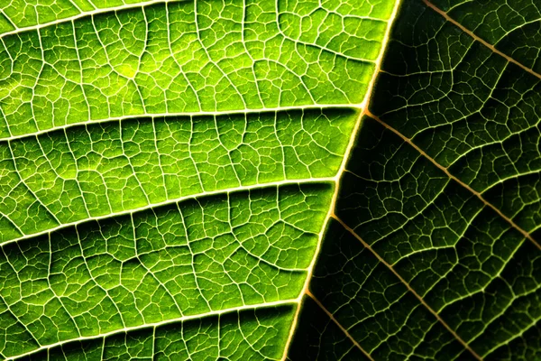 Een vel van een plant gefotografeerd op korte afstand — Stockfoto