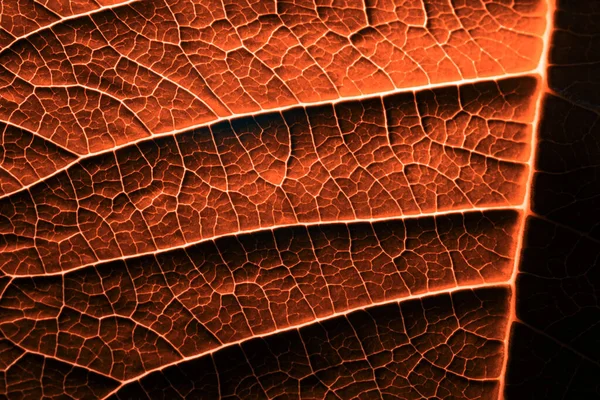 Hoja de una planta fotografiada a corta distancia —  Fotos de Stock