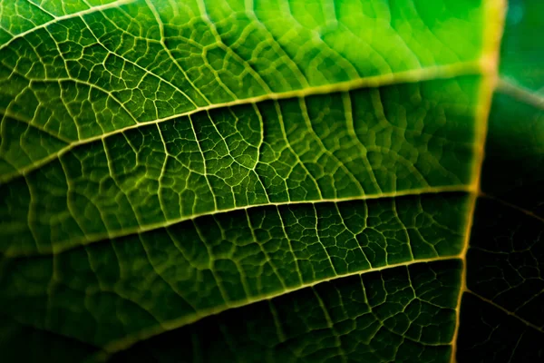 Une feuille d'une plante photographiée à bout portant — Photo