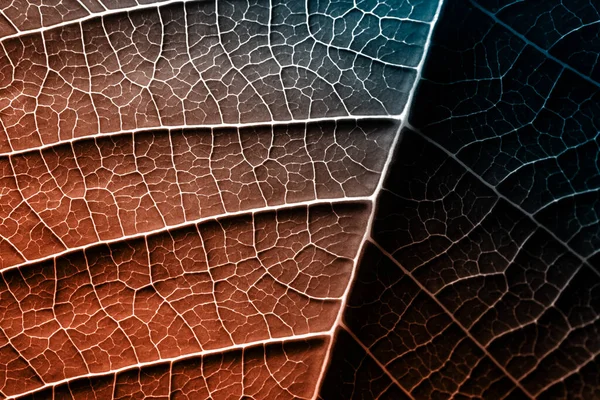 Hoja de una planta fotografiada a corta distancia —  Fotos de Stock