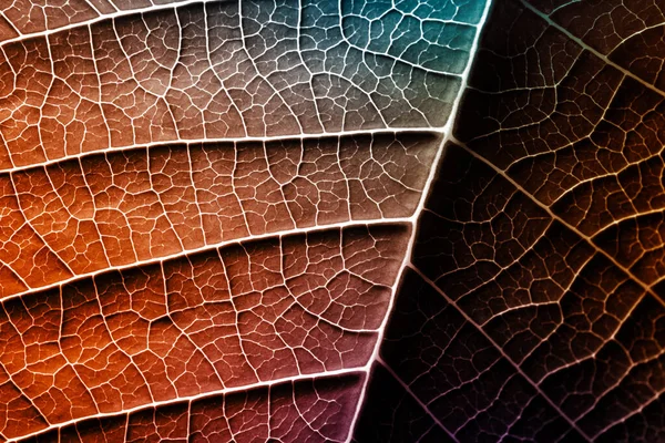 Hoja de una planta fotografiada a corta distancia —  Fotos de Stock