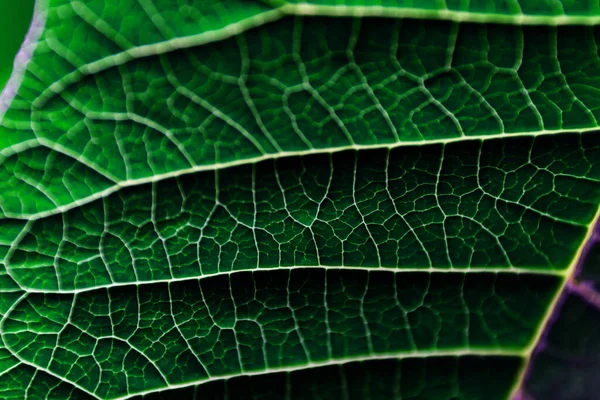 Une feuille d'une plante photographiée à bout portant — Photo