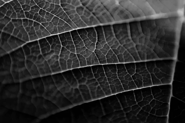 Лист растения, сфотографированного с близкого расстояния — стоковое фото