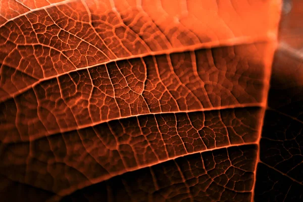 Hoja de una planta fotografiada a corta distancia —  Fotos de Stock