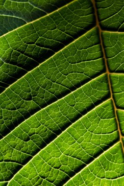 Yakın mesafeden çekilmiş bir bitki yaprağı.