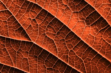 Yakın mesafeden çekilmiş bir bitki yaprağı.