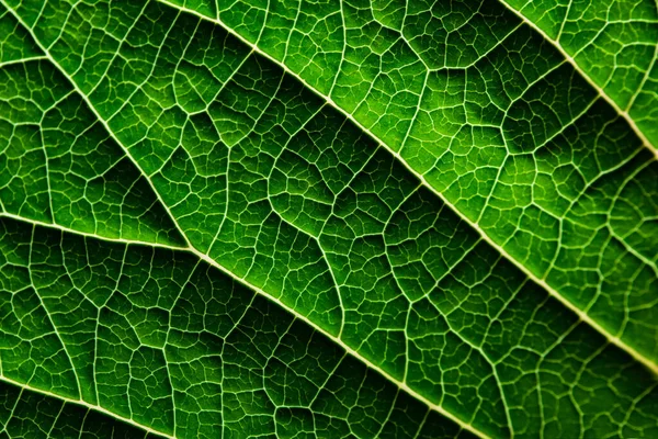 Une feuille d'une plante photographiée à bout portant — Photo