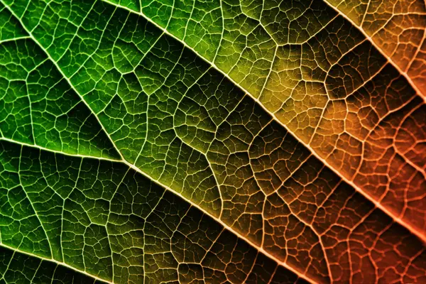 Une feuille d'une plante photographiée à bout portant — Photo