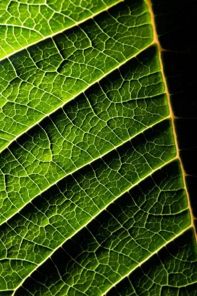 Ein Blatt einer Pflanze aus nächster Nähe fotografiert — Stockfoto
