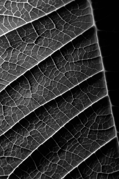 가까이서 사진을 찍은 식물의 잎사귀 — 스톡 사진