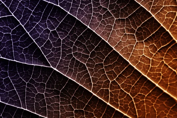 A leaf of a plant photographed at close range — Stock Photo, Image