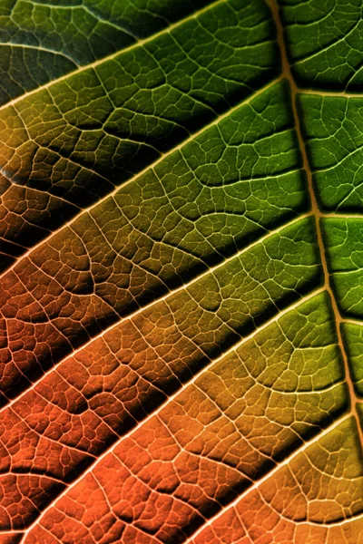 Лист растения, сфотографированного с близкого расстояния — стоковое фото