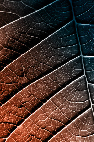 A leaf of a plant photographed at close range