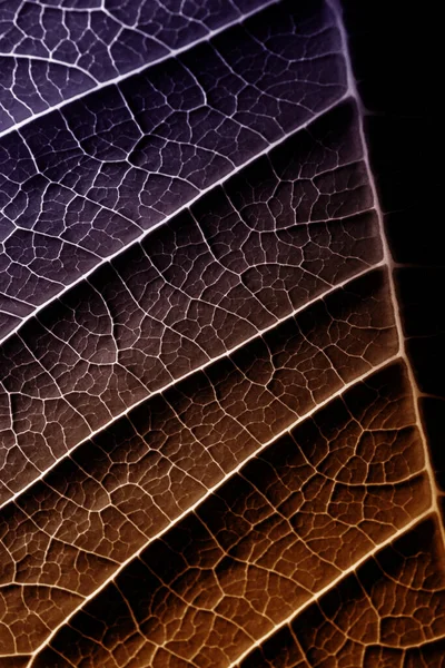 가까이서 사진을 찍은 식물의 잎사귀 — 스톡 사진