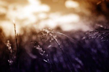 Güçlü, bulanık bir geçmişi olan yaz çimenleri.