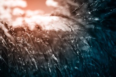 Güçlü, bulanık bir geçmişi olan yaz çimenleri.