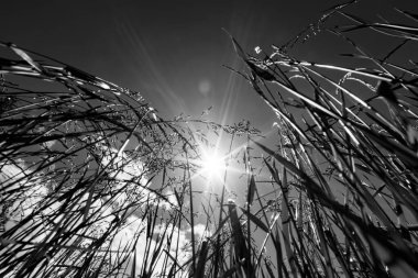 Güçlü, bulanık bir geçmişi olan yaz çimenleri.