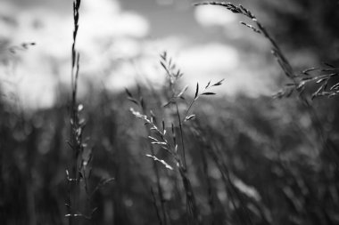 Güçlü, bulanık bir geçmişi olan yaz çimenleri.