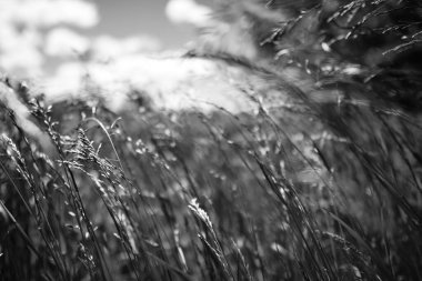 Güçlü, bulanık bir geçmişi olan yaz çimenleri.