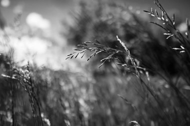 Güçlü, bulanık bir geçmişi olan yaz çimenleri.