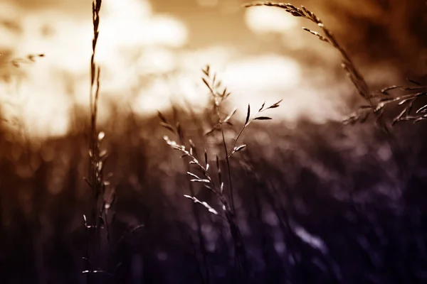 Letnia trawa polna z silnym rozmytym tłem — Zdjęcie stockowe