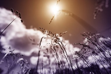 Güçlü, bulanık bir geçmişi olan yaz çimenleri.