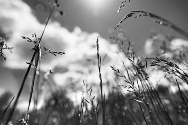 Güçlü, bulanık bir geçmişi olan yaz çimenleri.