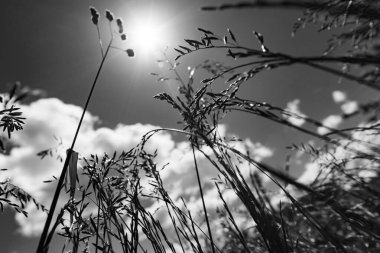Güçlü, bulanık bir geçmişi olan yaz çimenleri.