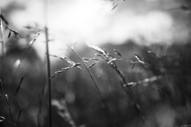 Güçlü, bulanık bir geçmişi olan yaz çimenleri.