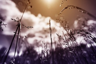 Güçlü, bulanık bir geçmişi olan yaz çimenleri.