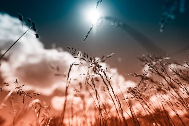 Güçlü, bulanık bir geçmişi olan yaz çimenleri.