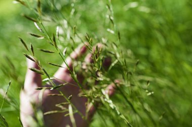 Güçlü, bulanık bir geçmişi olan yaz çimenleri.