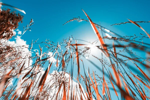 Letnia trawa polna z silnym rozmytym tłem — Zdjęcie stockowe