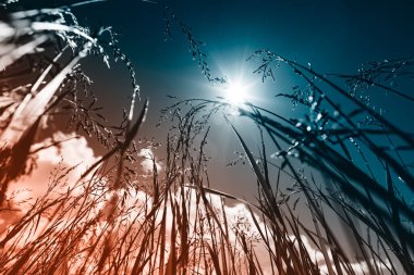 Güçlü, bulanık bir geçmişi olan yaz çimenleri.