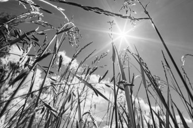 Güçlü, bulanık bir geçmişi olan yaz çimenleri.