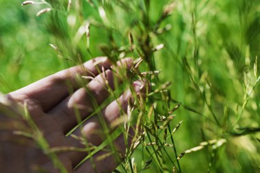Güçlü, bulanık bir geçmişi olan yaz çimenleri.