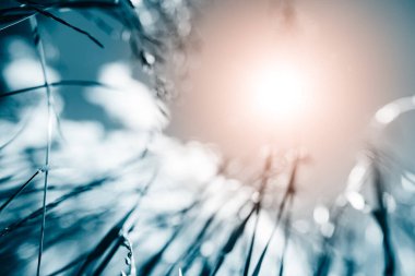 Güçlü, bulanık bir geçmişi olan yaz çimenleri.