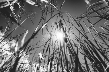 Güçlü, bulanık bir geçmişi olan yaz çimenleri.