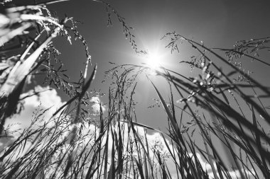 Güçlü, bulanık bir geçmişi olan yaz çimenleri.