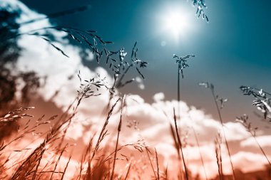 Güçlü, bulanık bir geçmişi olan yaz çimenleri.