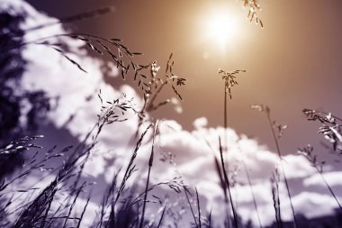 Güçlü, bulanık bir geçmişi olan yaz çimenleri.