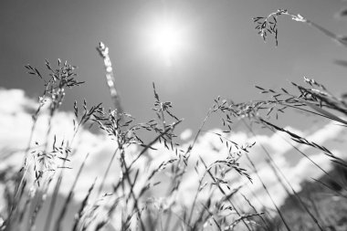 Güçlü, bulanık bir geçmişi olan yaz çimenleri.