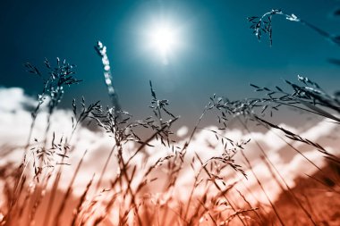 Güçlü, bulanık bir geçmişi olan yaz çimenleri.