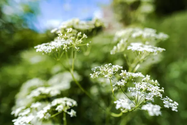 Grama de campo de verão com um forte fundo embaçado — Fotografia de Stock