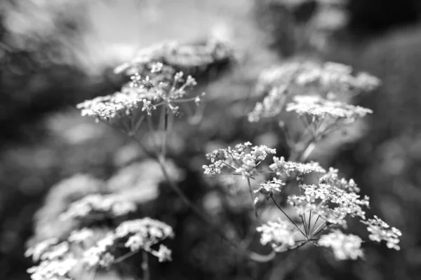 Herbe de champ d'été avec un fond flou fort — Photo