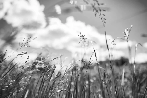 Hierba de campo de verano con un fondo borroso fuerte — Foto de Stock