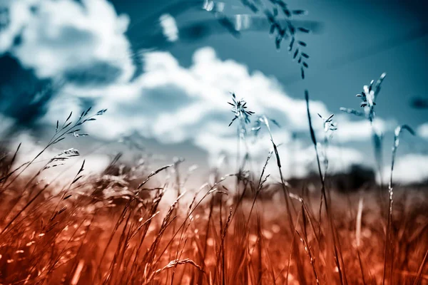 Sommar fält gräs med en stark suddig bakgrund Stockbild