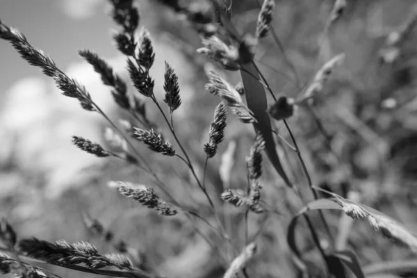 Hierba de campo de verano con un fondo borroso fuerte — Foto de Stock