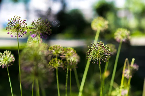 Allium, cebolla ornamental floreciente — Foto de Stock