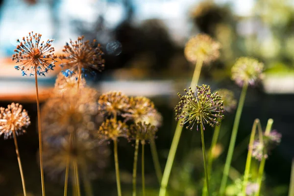 알리움, 꽃피는 장식용 양파 — 스톡 사진